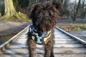 Affentpinscher - pas s majmunskim značajkama Affentpinscher - pas s majmunskim značajkama